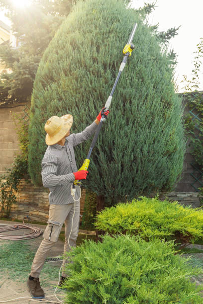 Best Tree Removal Services  in Savanna, IL